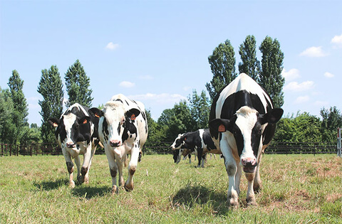 2020 08 auszeichnung tierhaltung.jpg