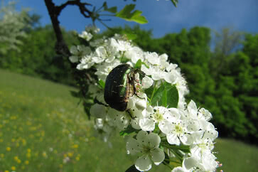 Auf dem Bild ist ein glänzender Käfer, der auf einer blühenden weißen Pflanze sitzt, zu sehen.
